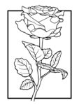 玫瑰线稿手绘图片