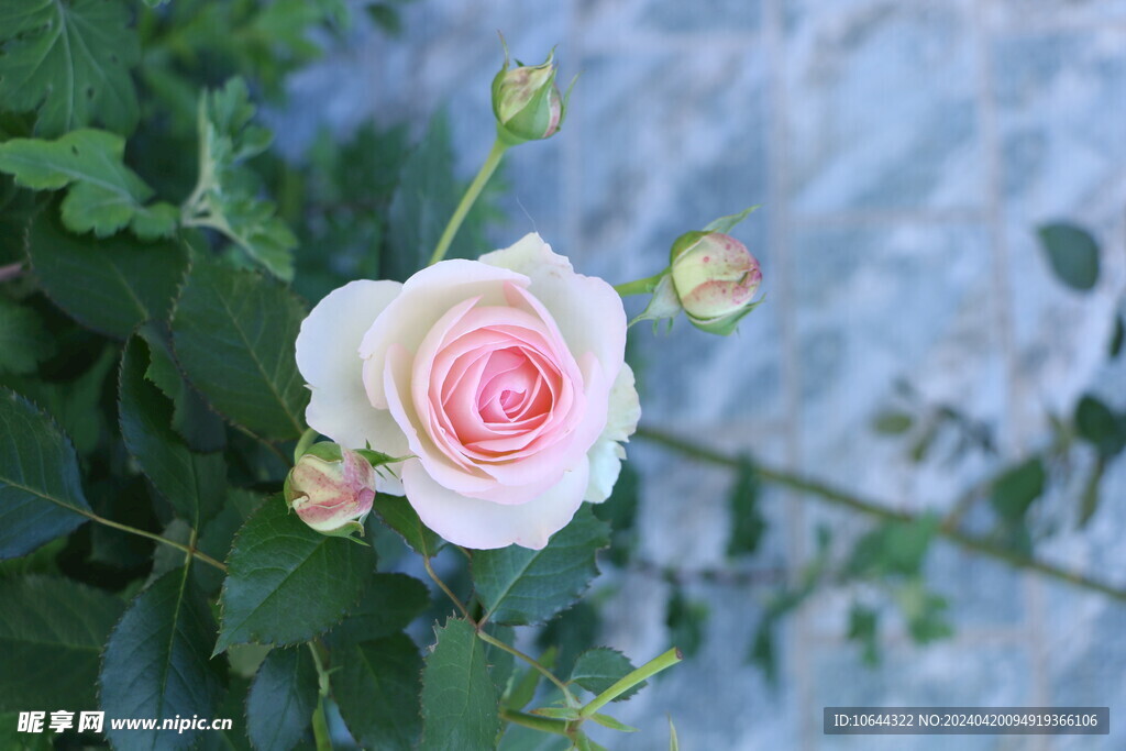 粉色龙沙宝石 玫瑰花