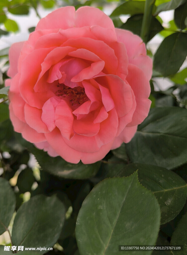月季花 