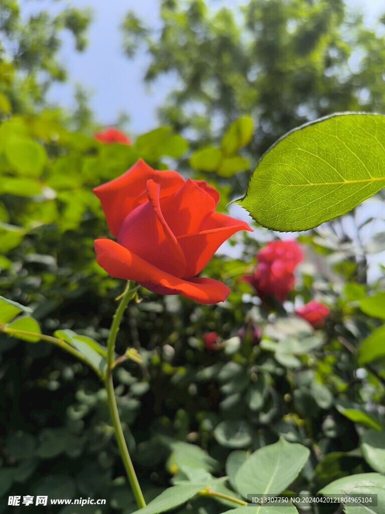 月季花  