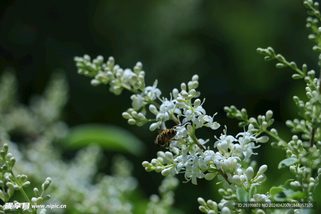 蜜蜂寻食女贞花