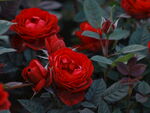 红色多头玫瑰
