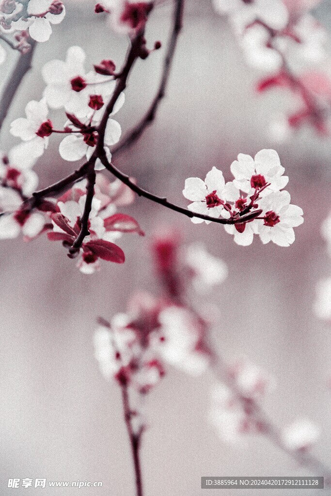 櫻花圖片