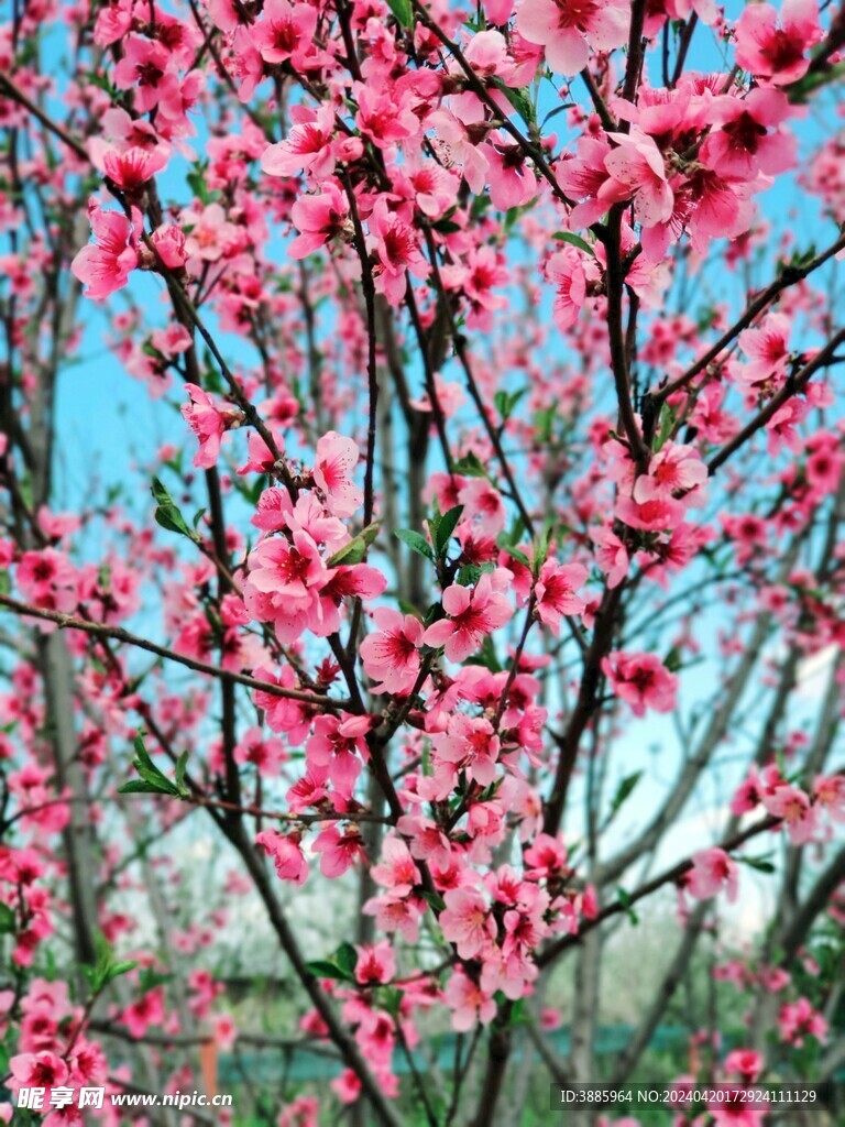 櫻花圖片