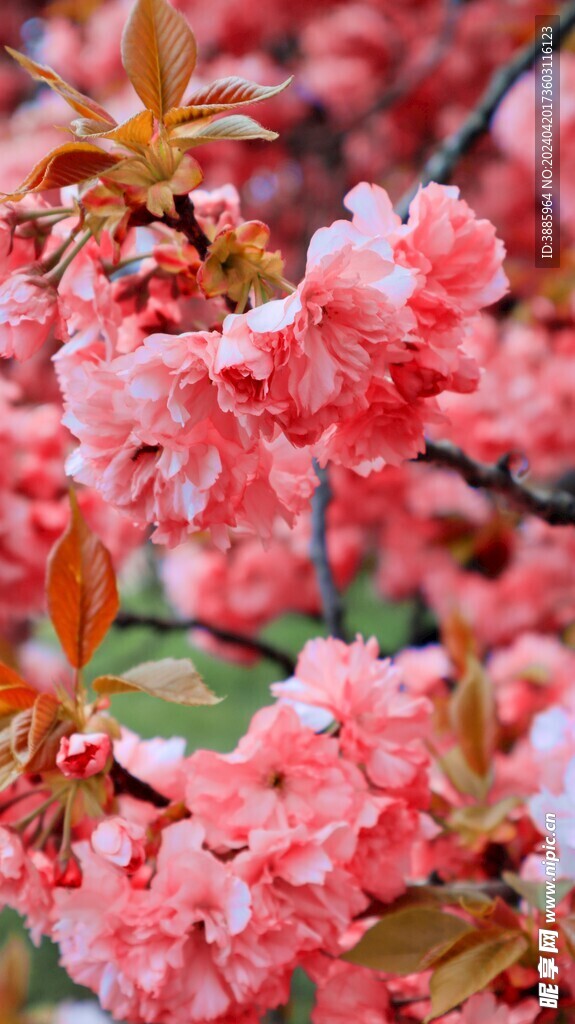 櫻花圖片