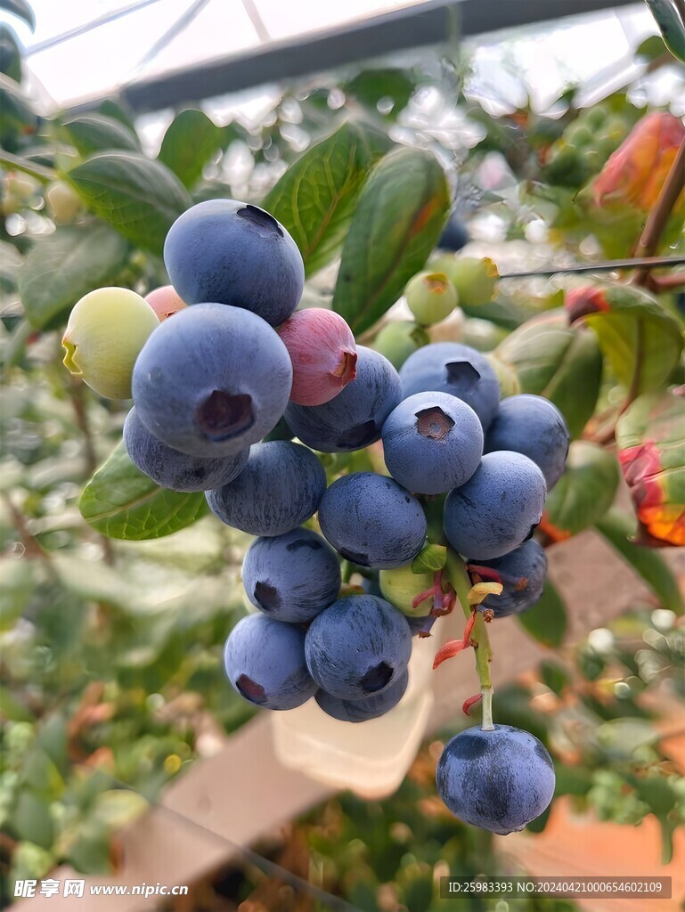 蓝莓栽培