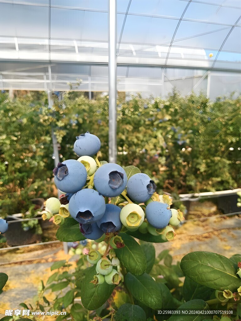 蓝莓栽培 