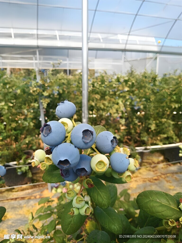 藍莓栽培 