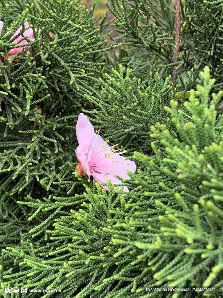 桃花圖片