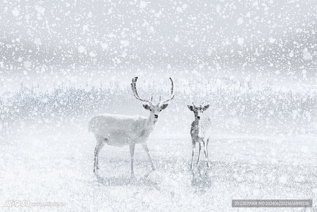馴鹿雪地