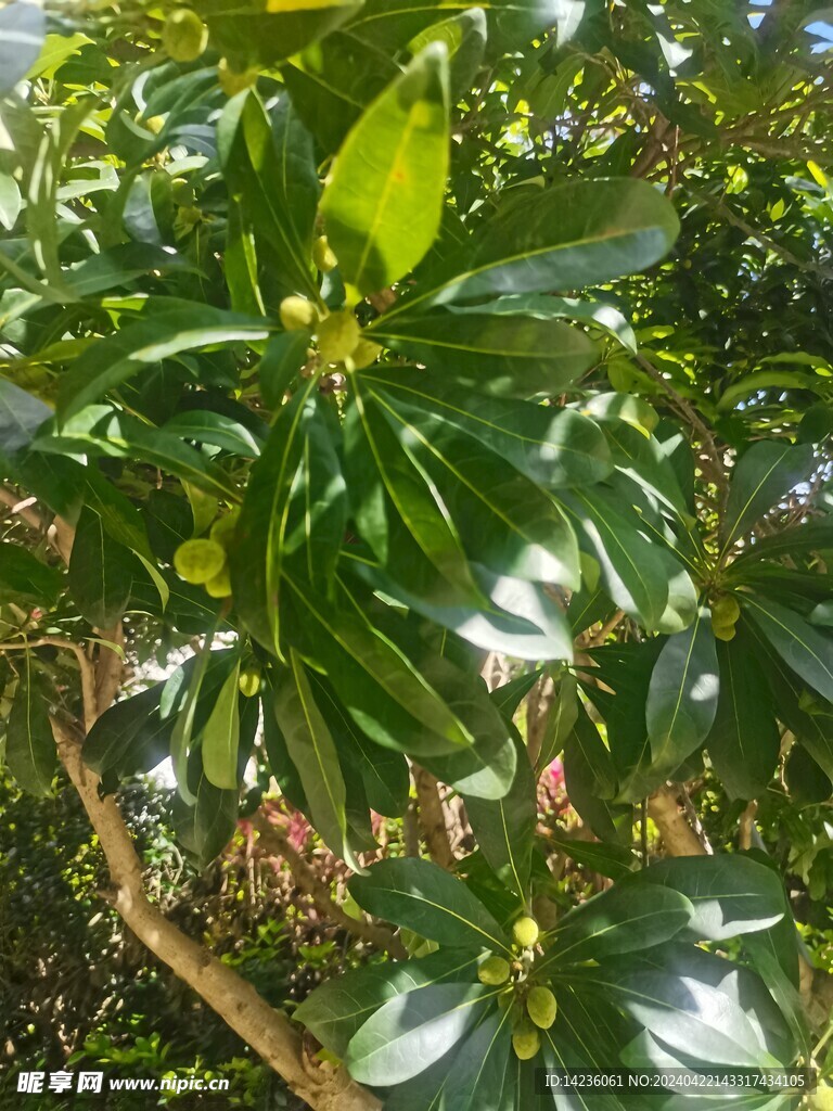 楊梅 園林