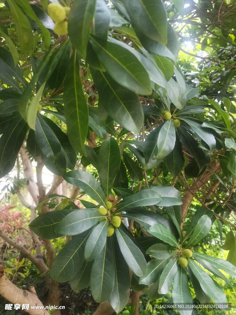園林楊梅