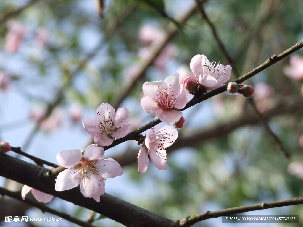 桃花圖片
