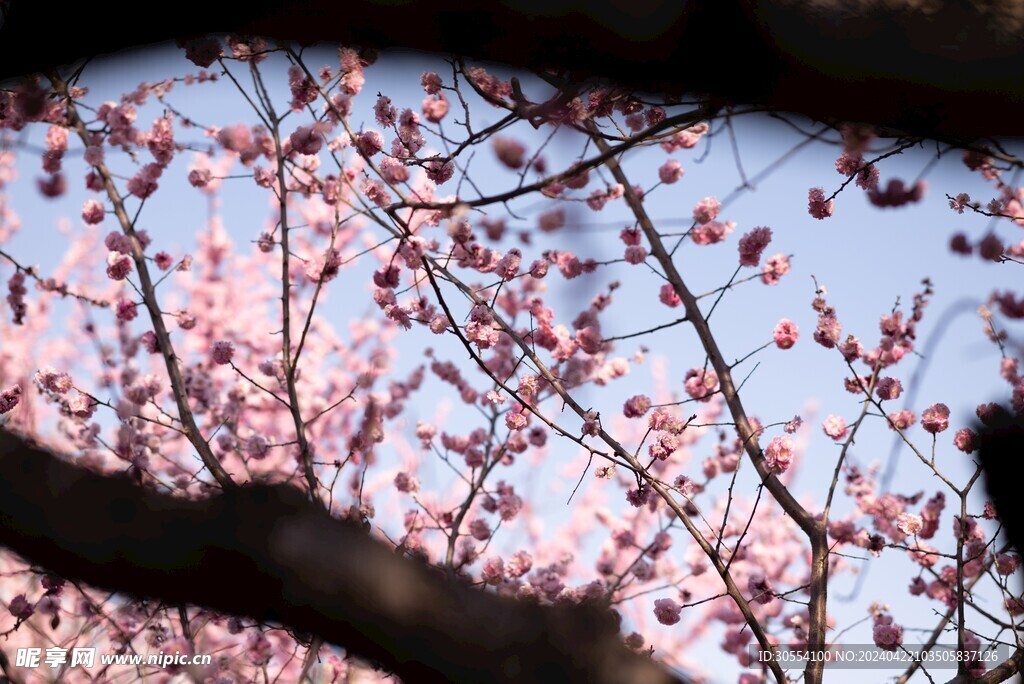 三角梅圖片