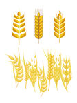 麦子麦芽麦穗小麦矢量图