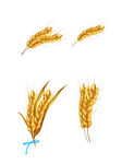 创意小麦穗插画矢量图