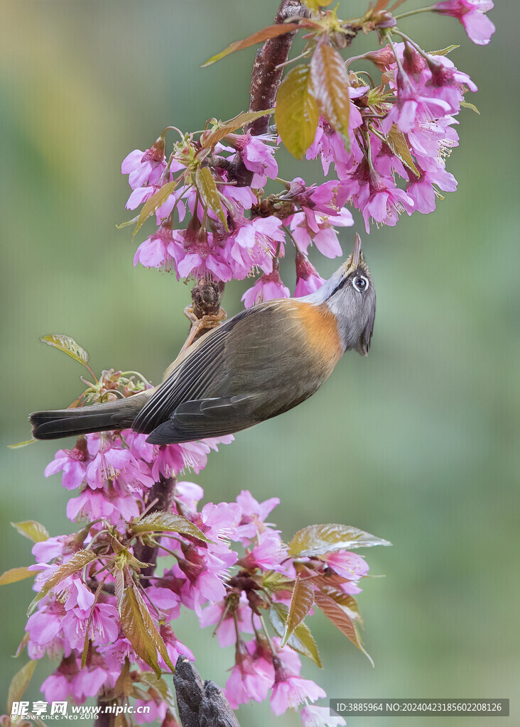 鳥類圖片