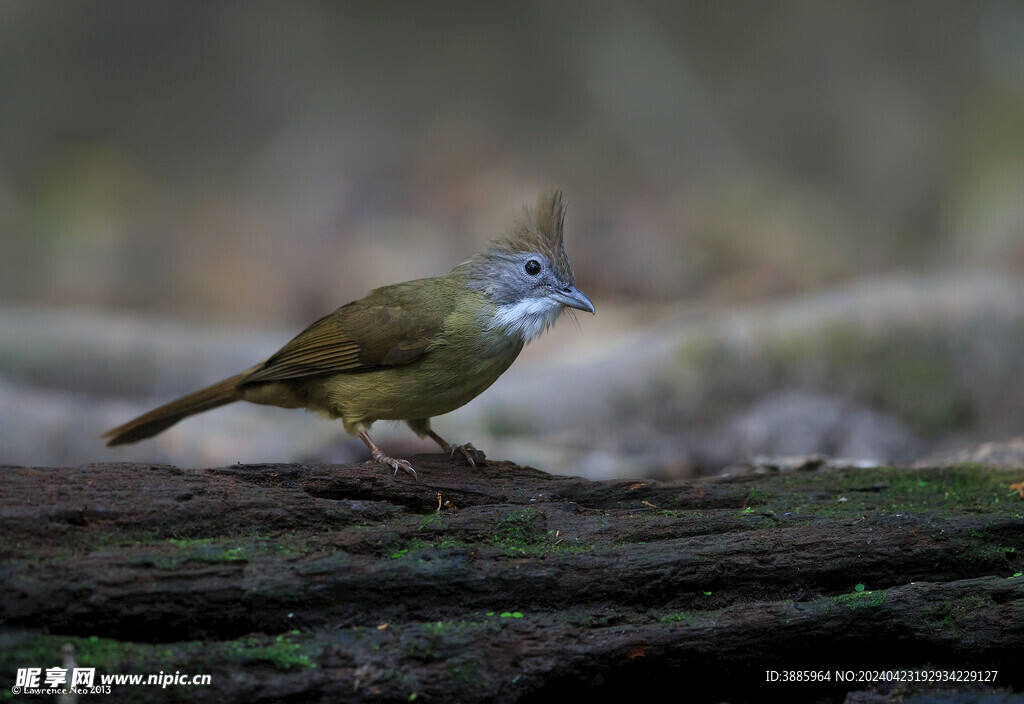 鳥類 小鳥 動物 飛鳥 生物 