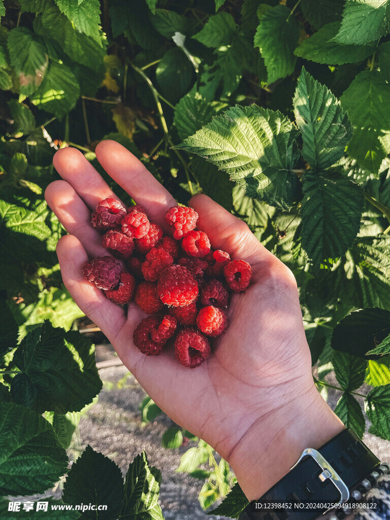 树莓