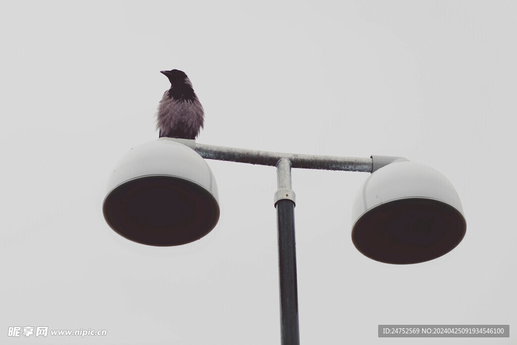 鳥