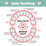 小孩牙齿分布图