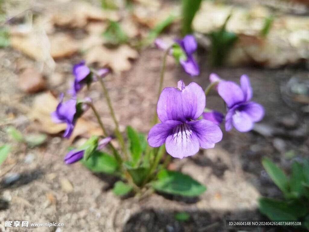 紫色小花