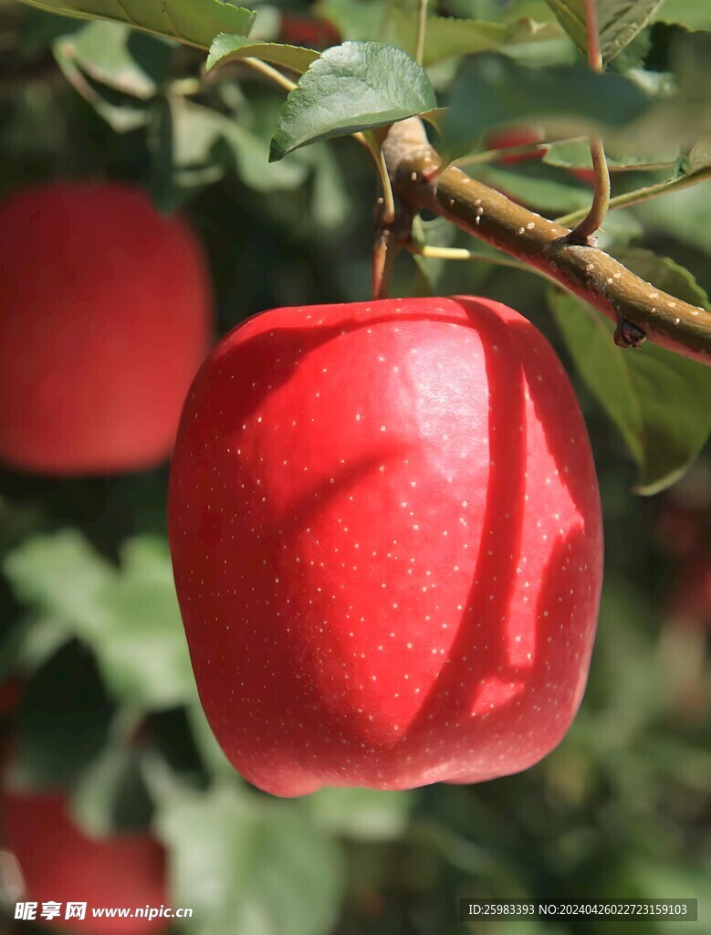 苹果栽培