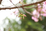 樱花摄影集