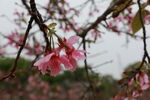 樱花摄影集
