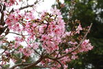 樱花摄影作品