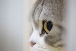 猫眼睛高清图片