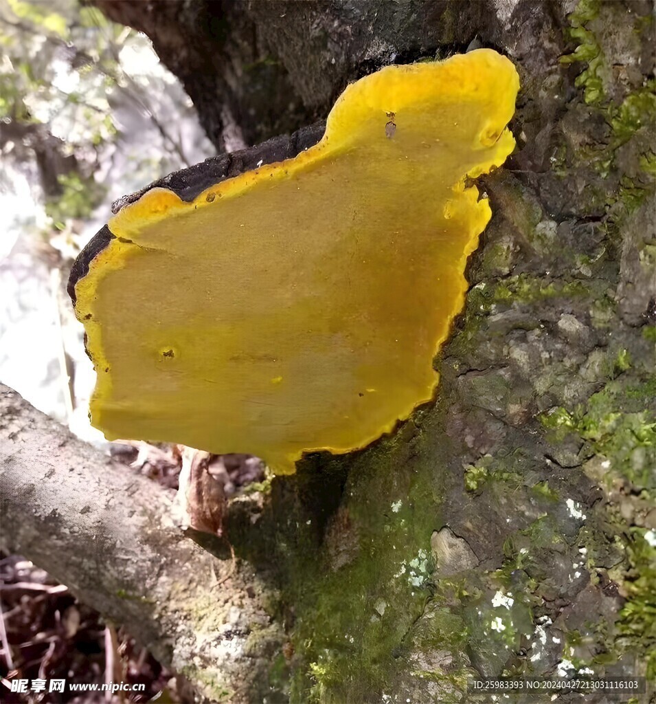 桑黃