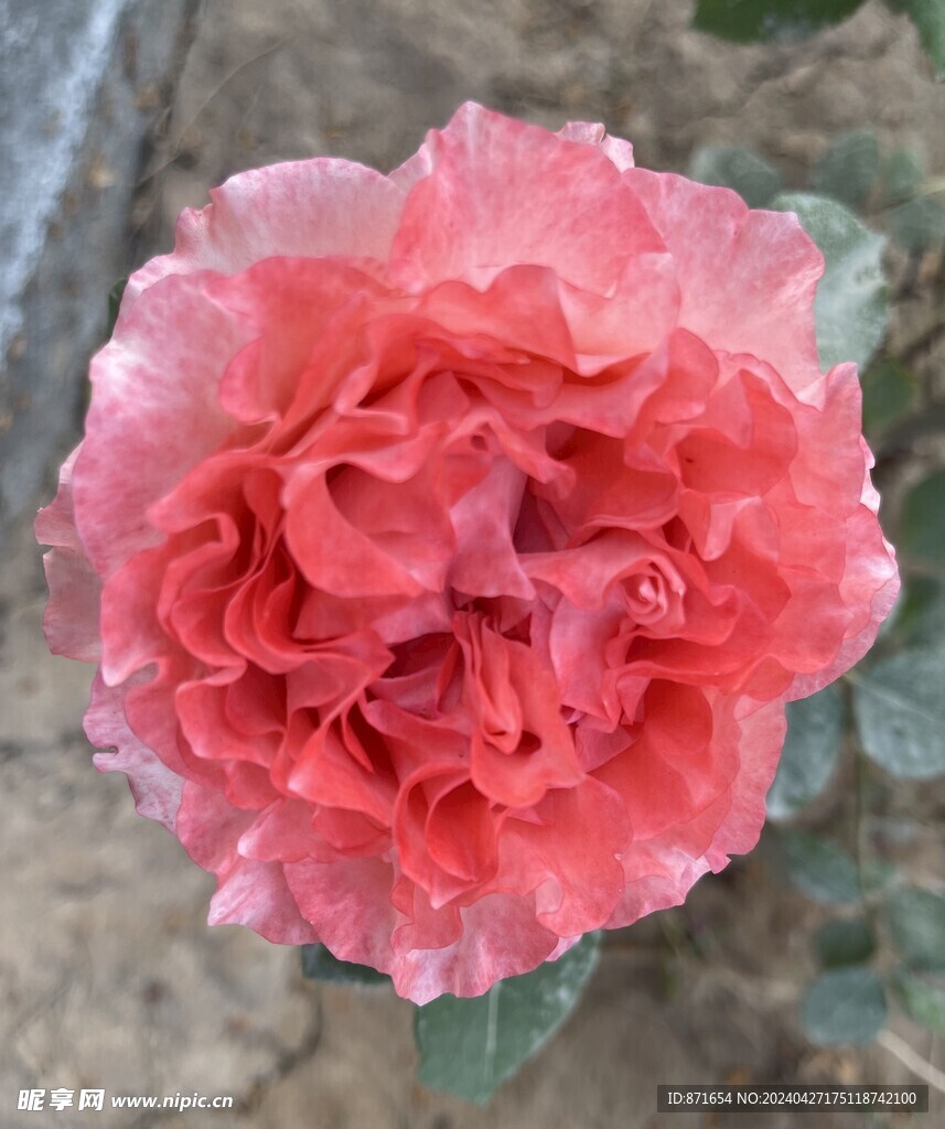 月季花