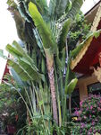 热带芭蕉树