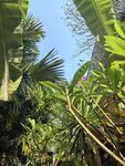 热带植物