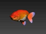 红色金鱼3d模型