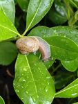 雨后蜗牛动物
