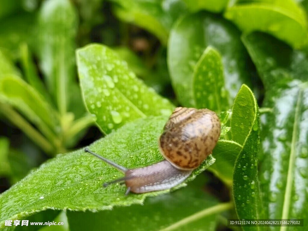 雨后蜗牛绿叶