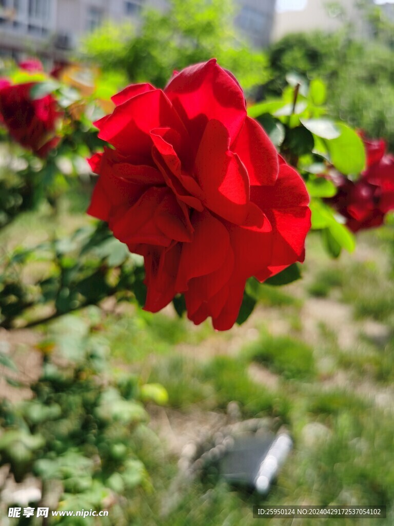 红玫瑰 