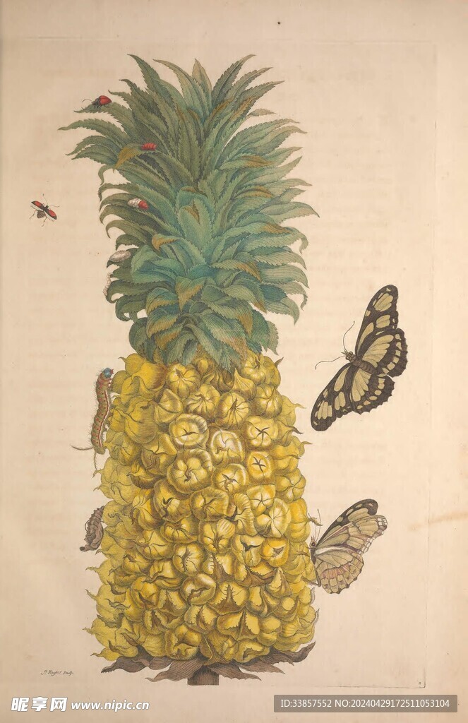 繪制水果插畫         