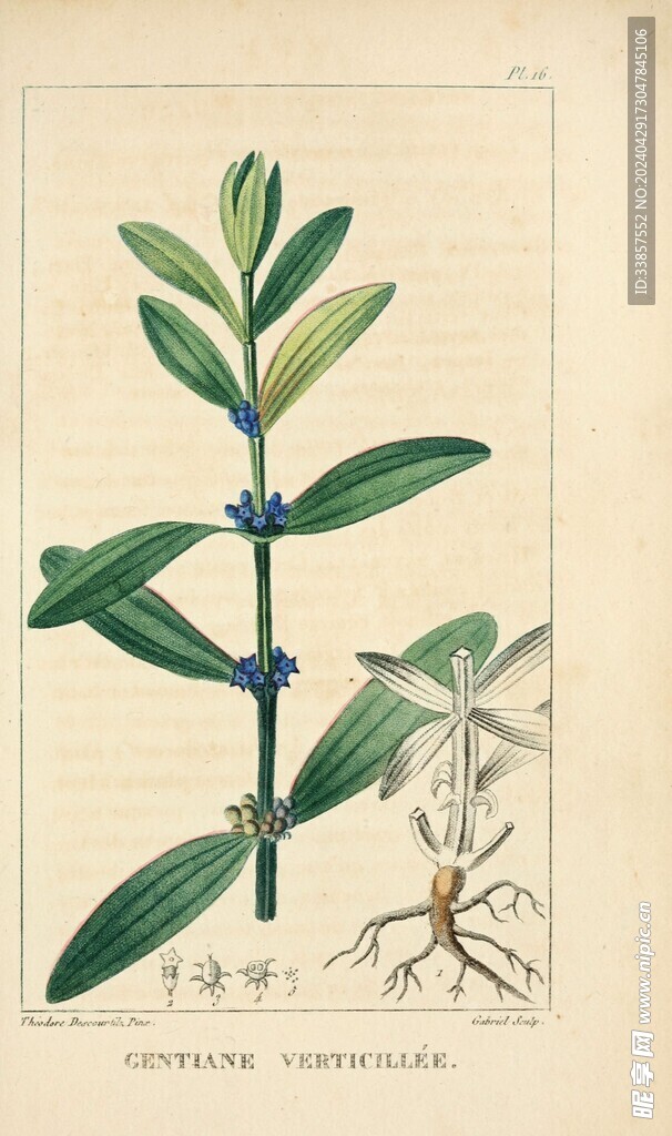 繪制植物插畫         