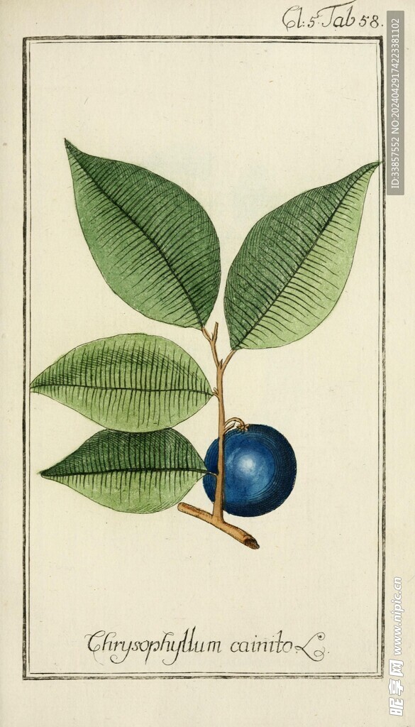 繪制植物插畫         