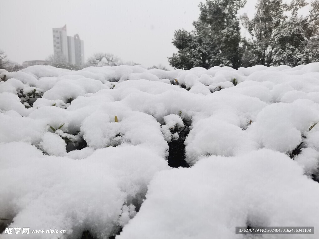 自然雪景