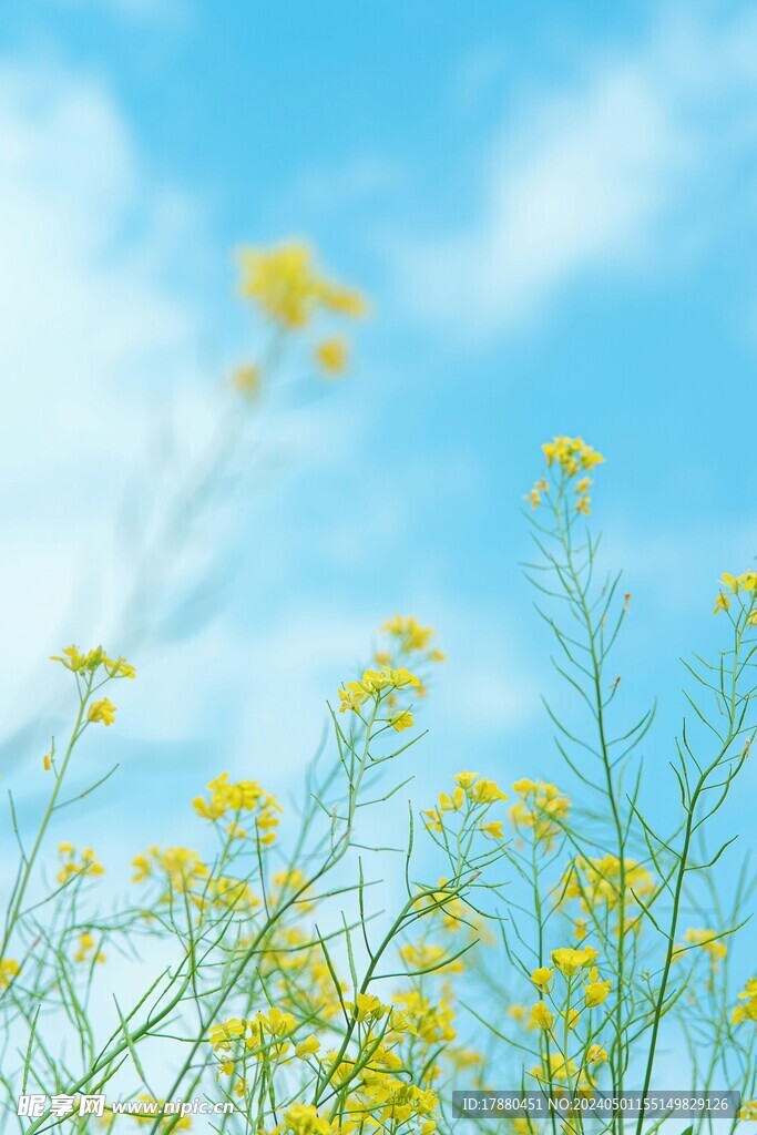 蕓苔