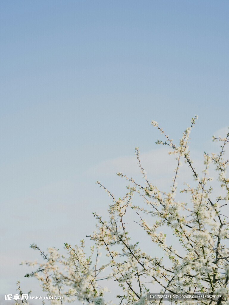 山桃