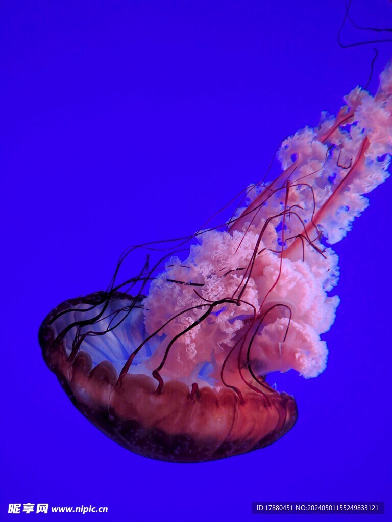 水母
