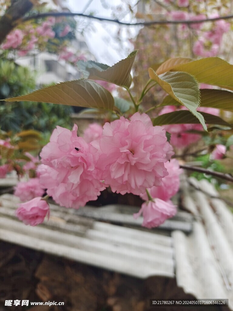 房顶上的樱花