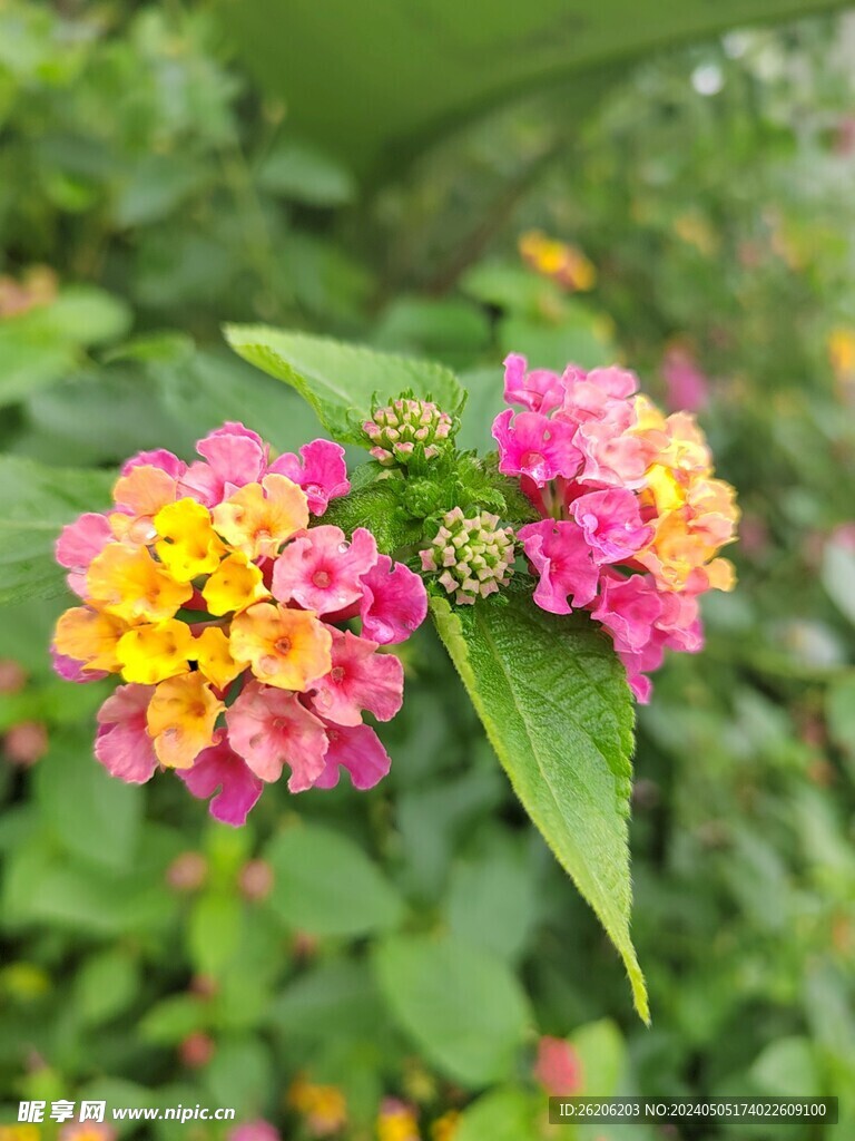繡球一絕