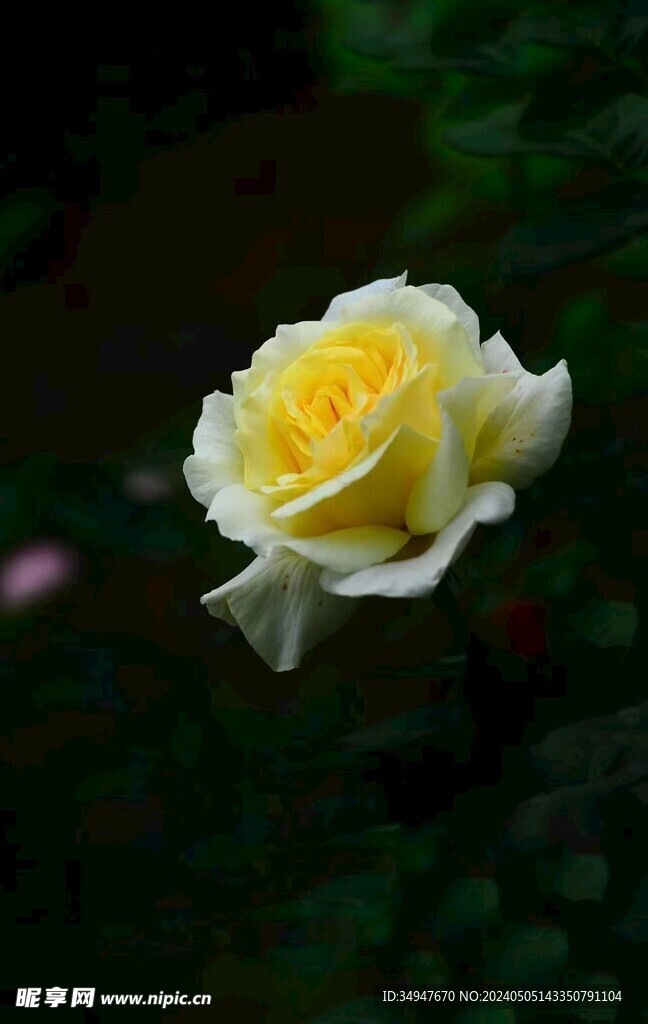 黃花  月季