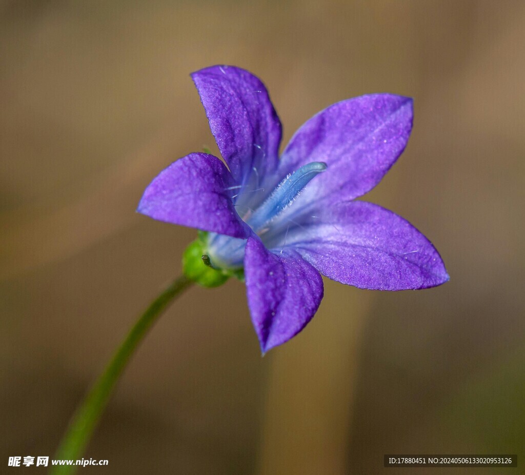 穿葉異檐花